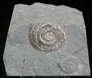 Brilliant Psiloceras Ammonite - England #25807-1